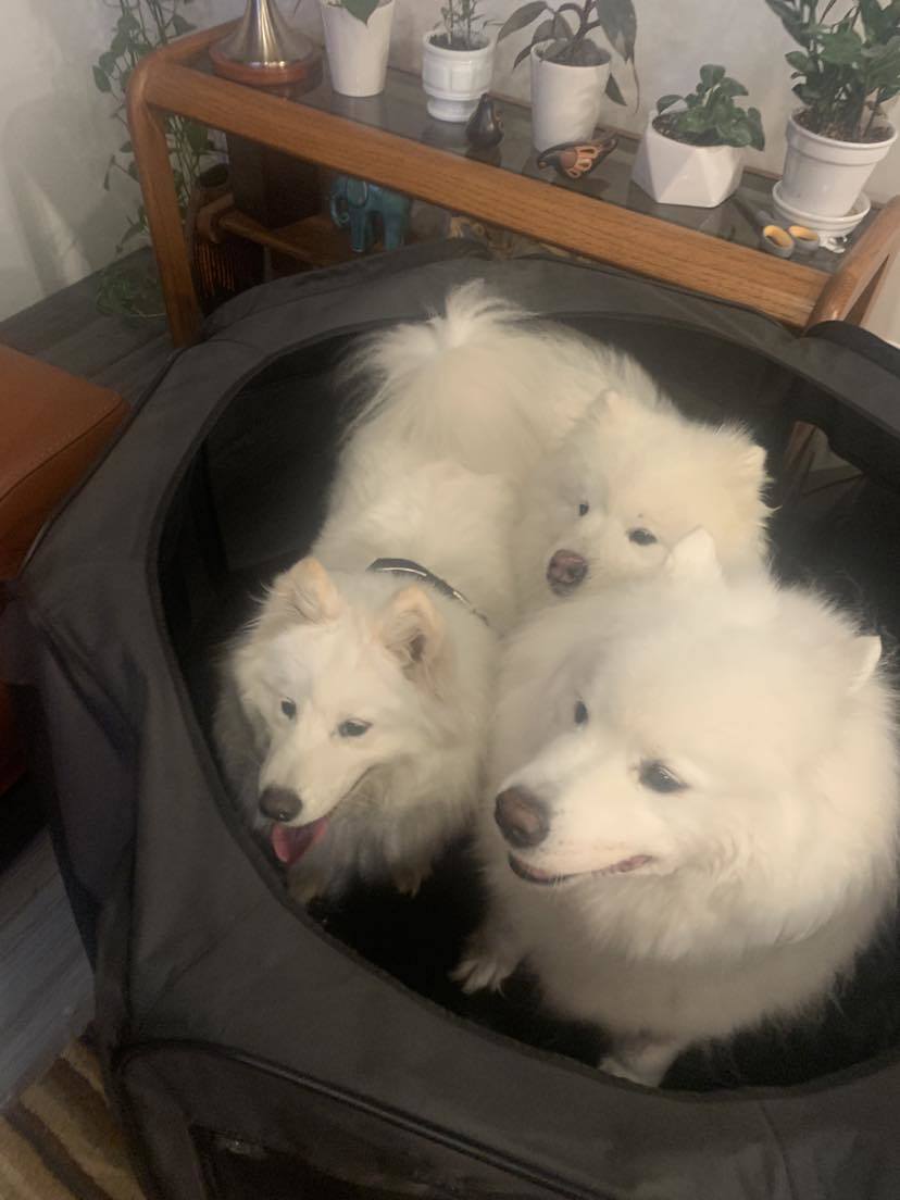 Enlarge Kona - ADOPTED!, a Adopted Samoyed in Milwaukee, WI image 4/5