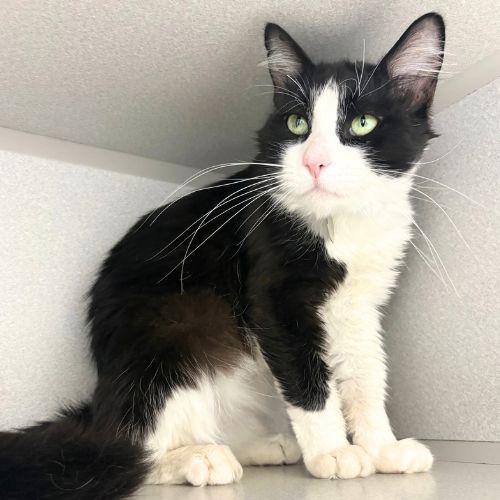 Enlarge BARTHOLOMEOW, a Adoptable Domestic Medium Hair in Aurora, CO image 1/1