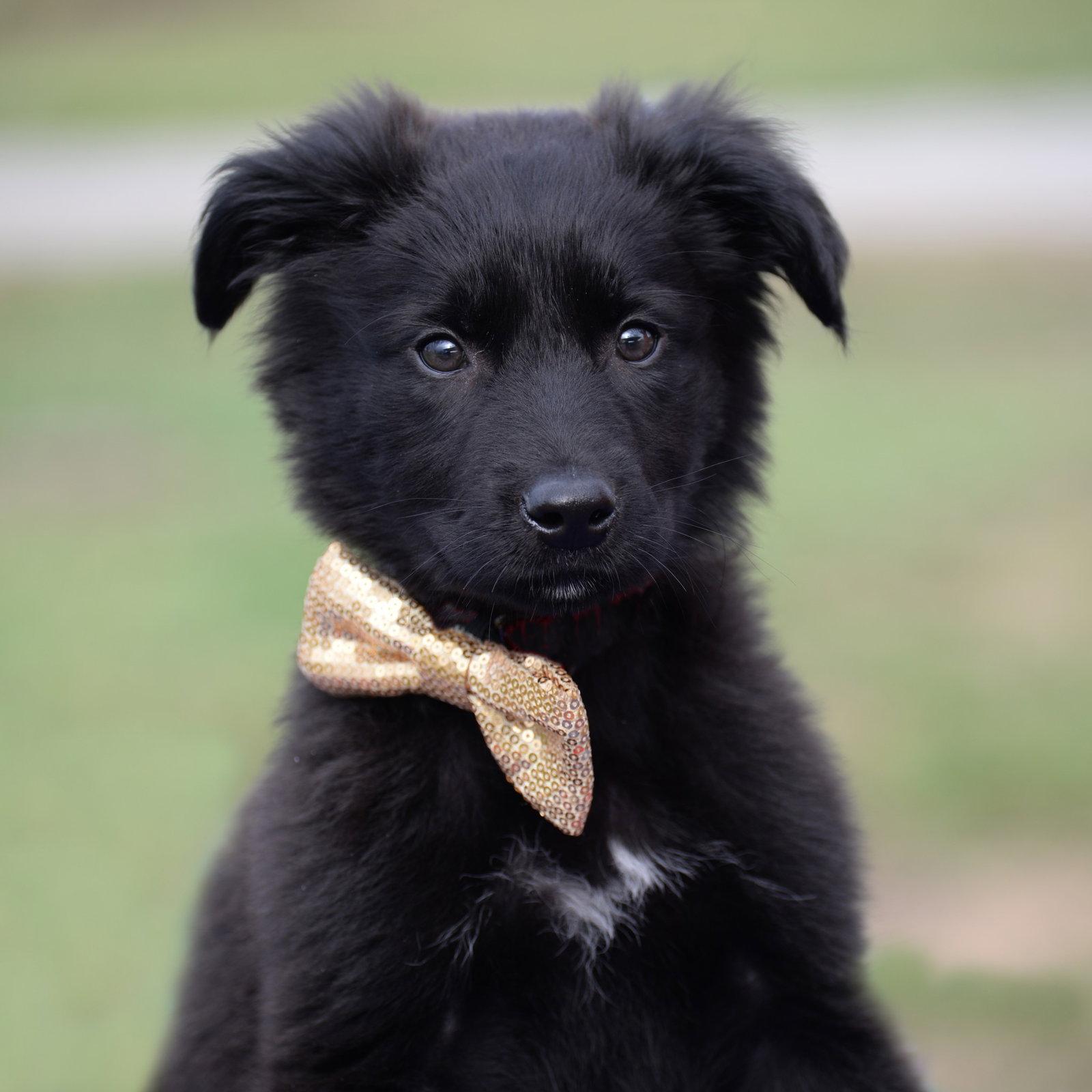 Enlarge Teddy, a Adoptable German Shepherd Dog in Gretna, NE image 1/3