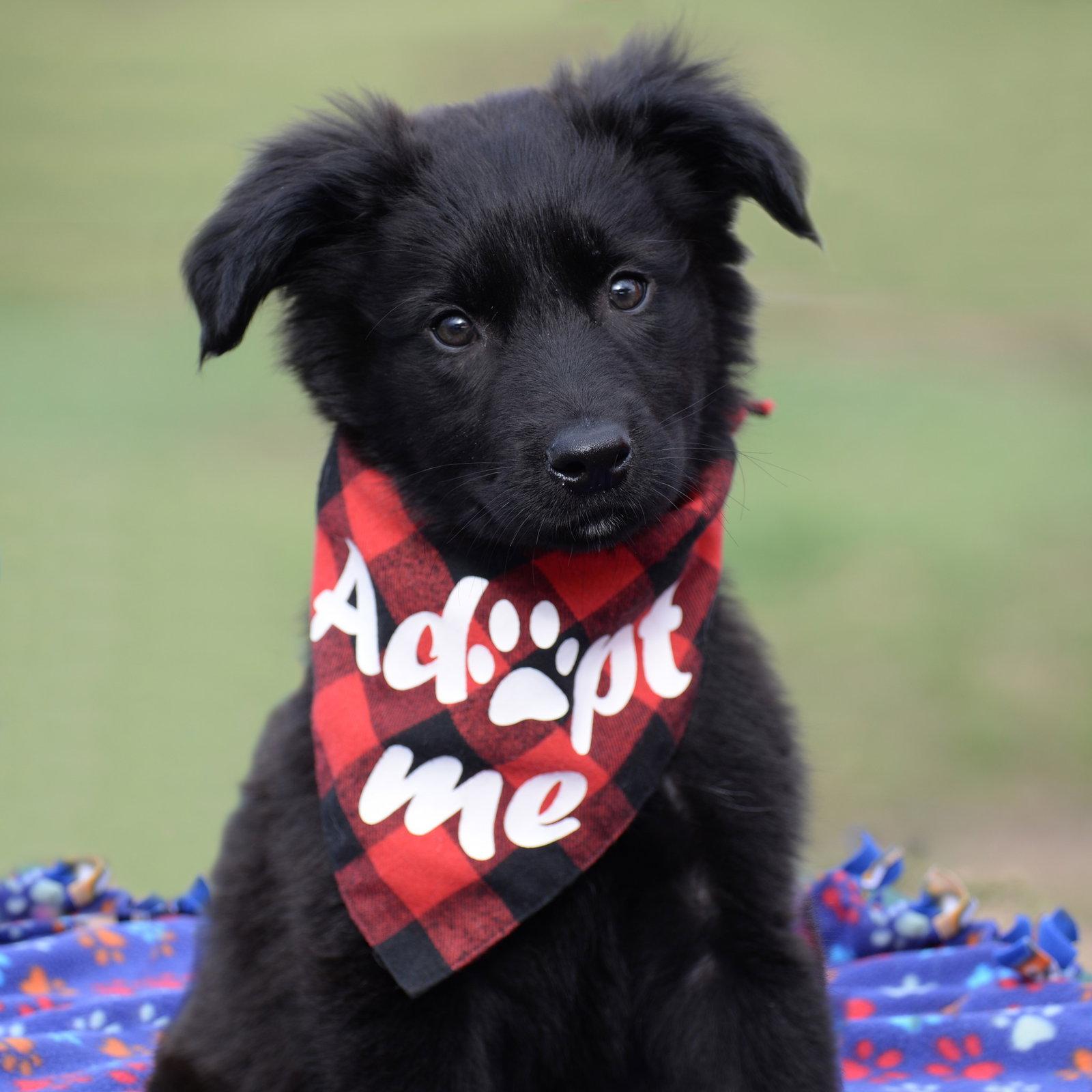 Enlarge Teddy, a Adoptable German Shepherd Dog in Gretna, NE image 2/3