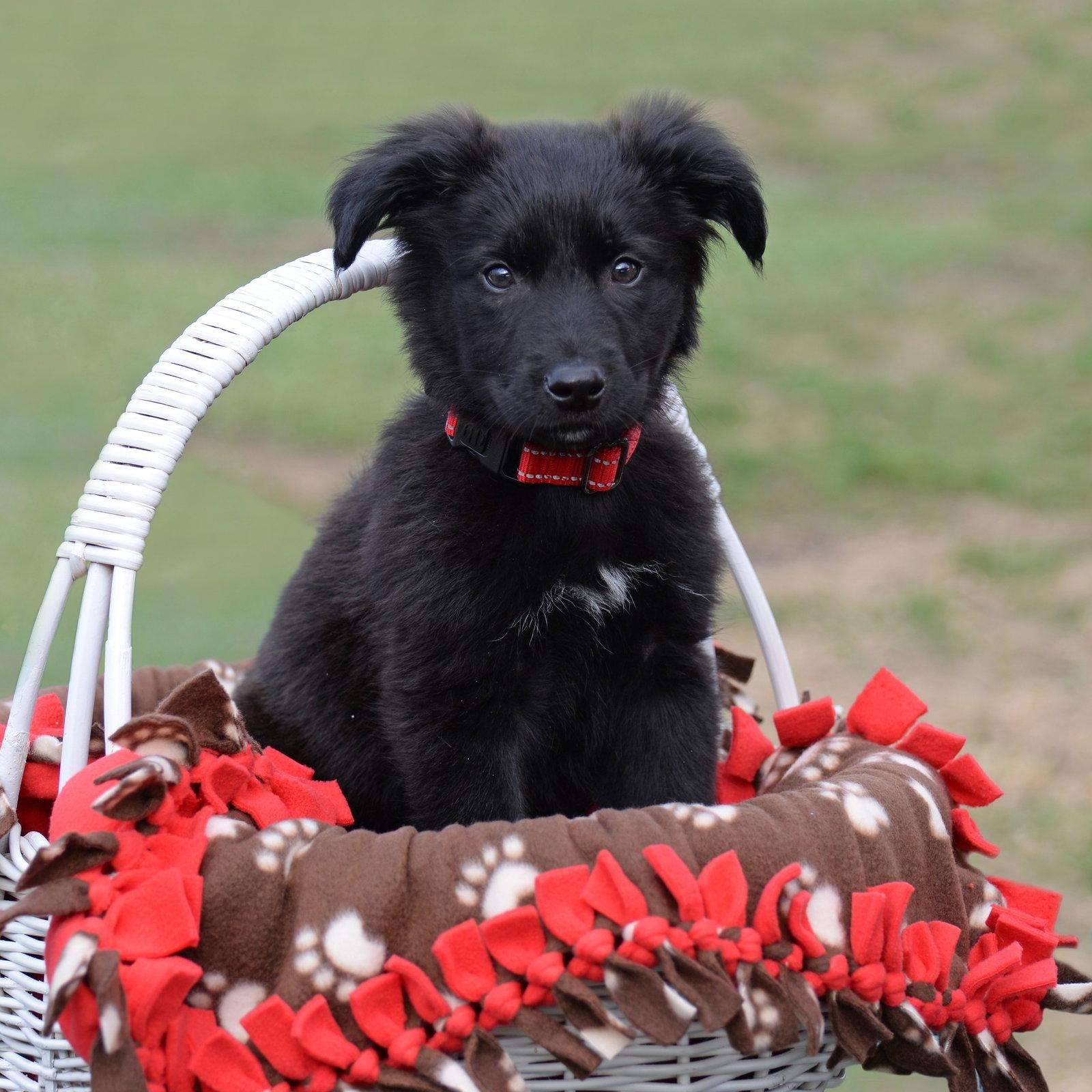 Enlarge Teddy, a Adoptable German Shepherd Dog in Gretna, NE image 3/3