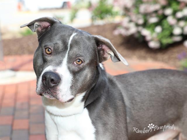 Enlarge ROO, a Adoptable mixed breed in Omaha, NE image 1/1