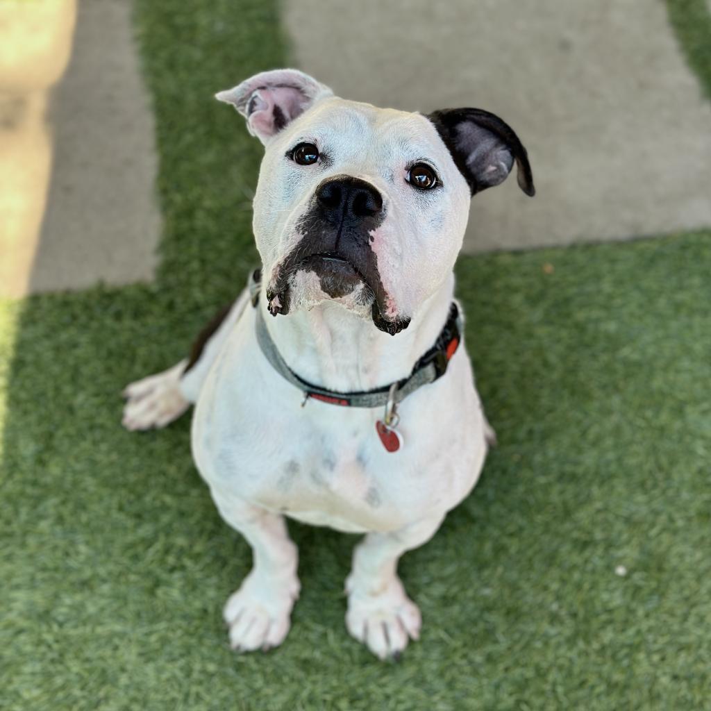 Storie A5422170, a Adoptable Pit Bull Terrier in Mission Hills, CA image 1/4