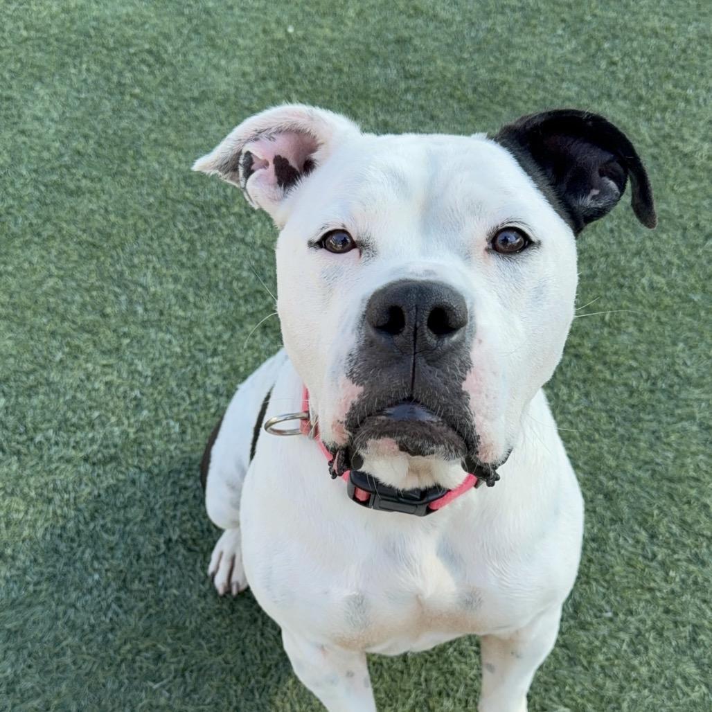 Storie A5422170, Adoptable, Adult Female Pit Bull Terrier.