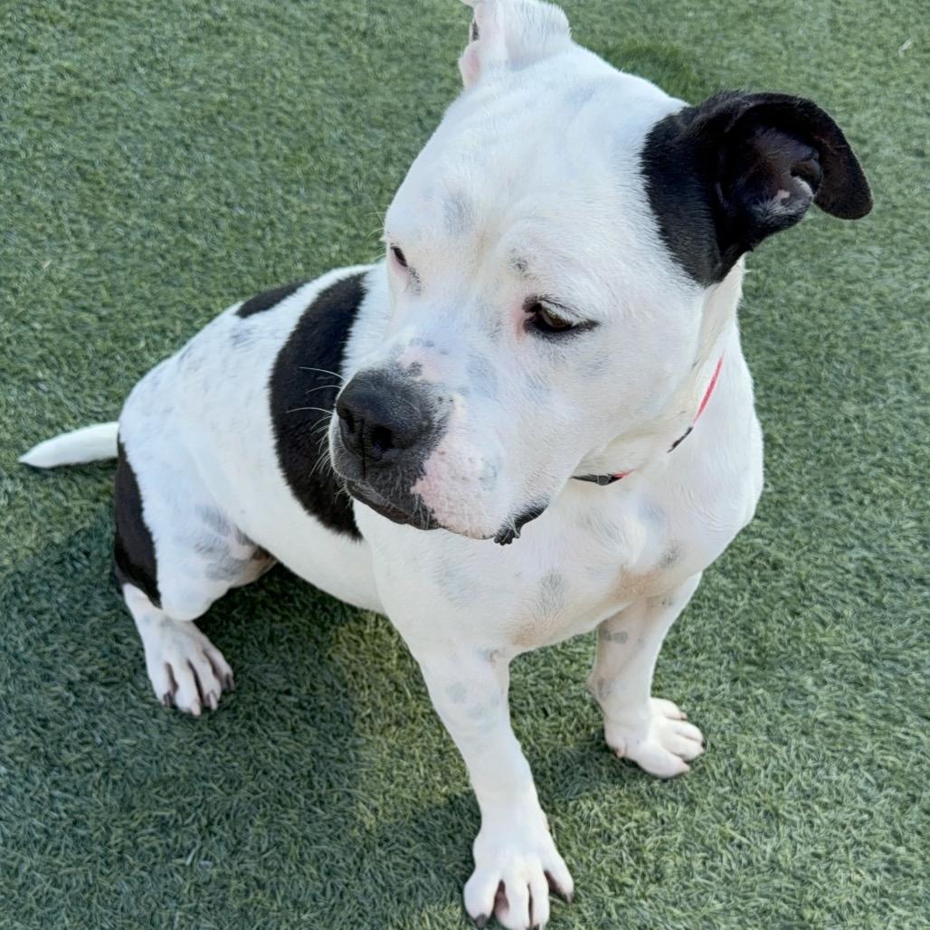 Storie A5422170, a Adoptable Pit Bull Terrier in Mission Hills, CA image 2/4