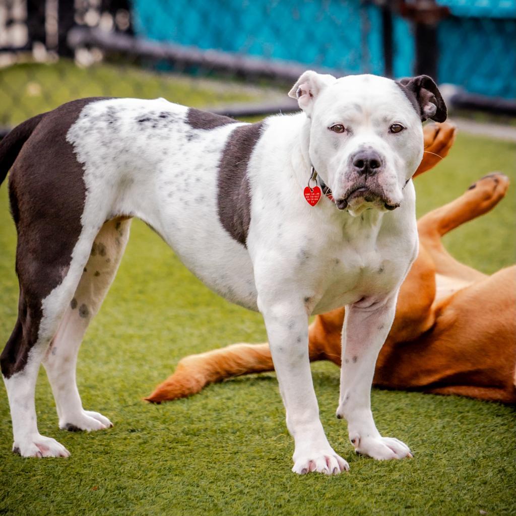 Storie A5422170, a Adoptable Pit Bull Terrier in Mission Hills, CA image 2/4