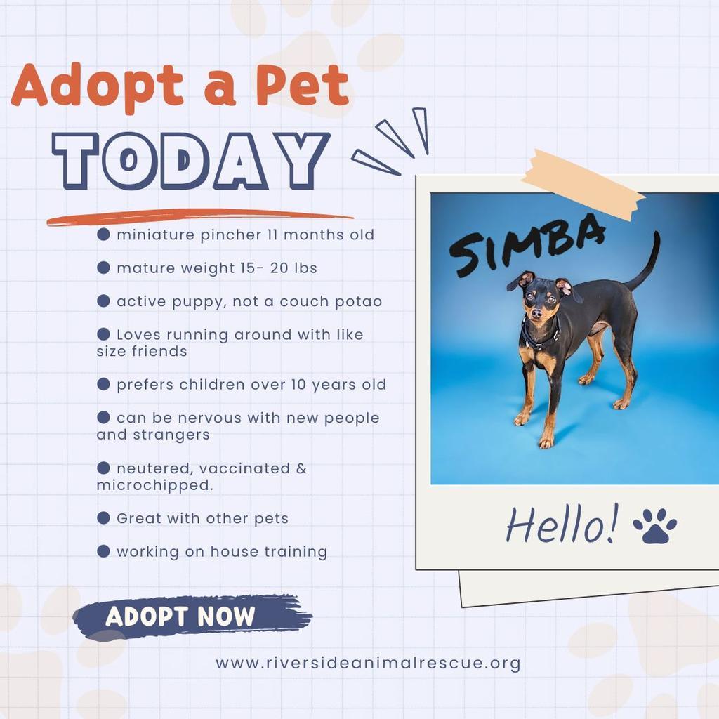 Enlarge Simba, a Adopted Miniature Pinscher in Lunenburg, VT image 1/3