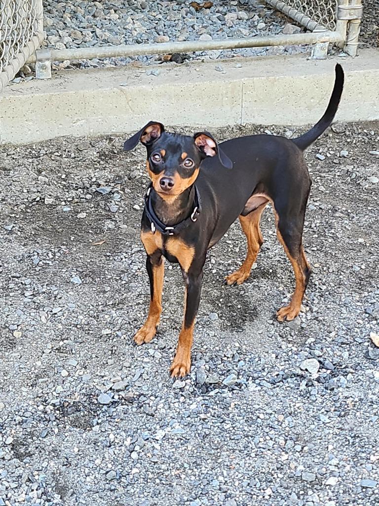 Enlarge Simba, a Adopted Miniature Pinscher in Lunenburg, VT image 2/3