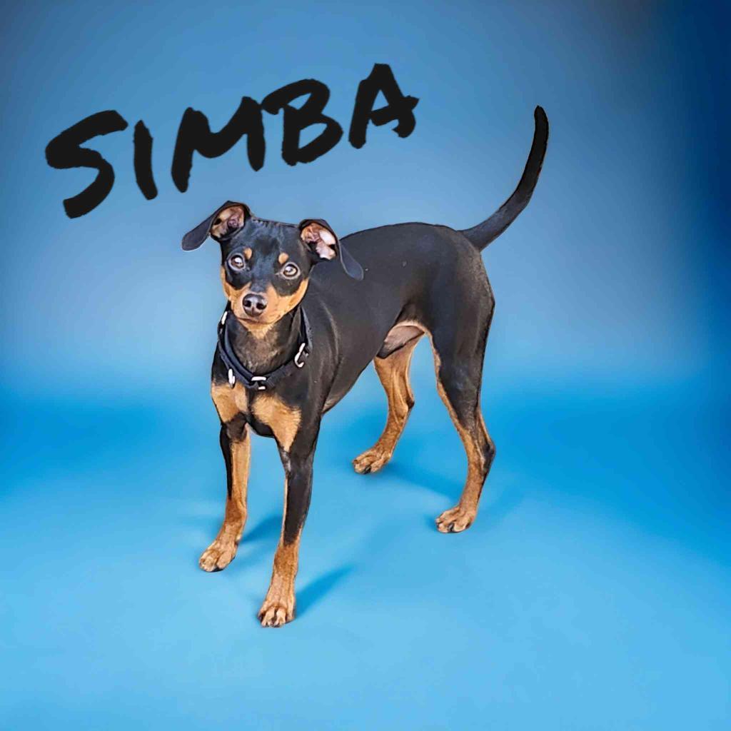 Enlarge Simba, a Adopted Miniature Pinscher in Lunenburg, VT image 3/3