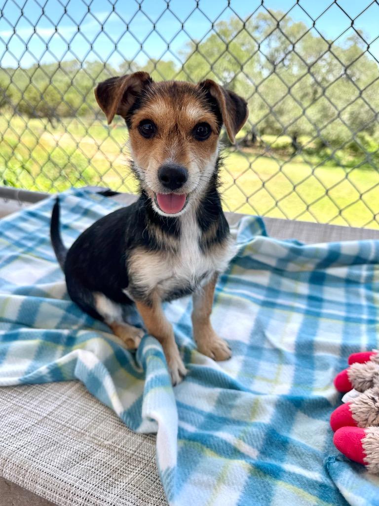 Acorn, Adoptable, Puppy Female Wirehaired Terrier.