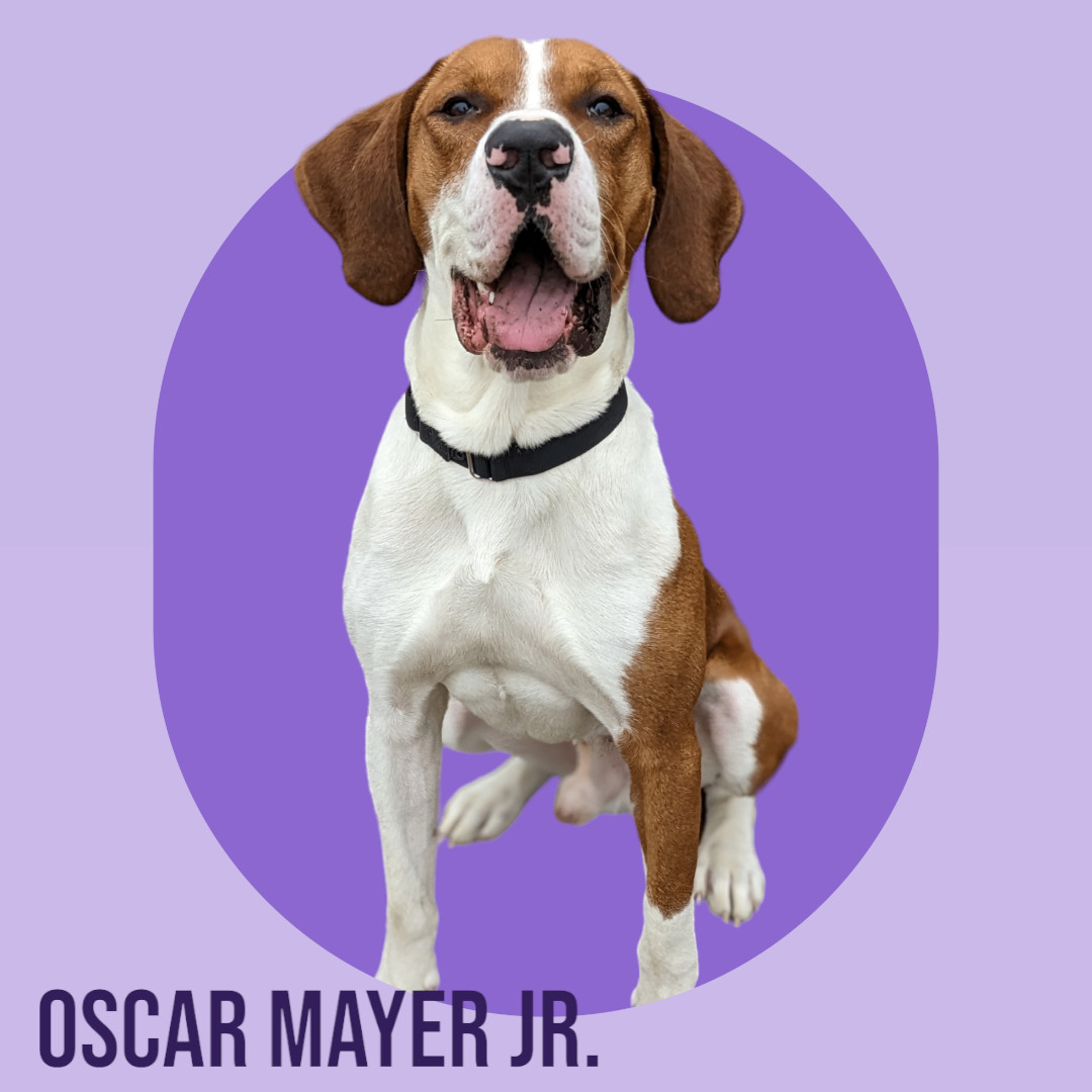 Oscar Mayer Jr.- In Foster, an adopted Hound in Manchester, NH_image-1