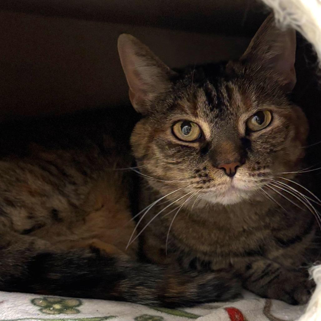 Evergreen, Adoptable, Senior Female Domestic Short Hair.