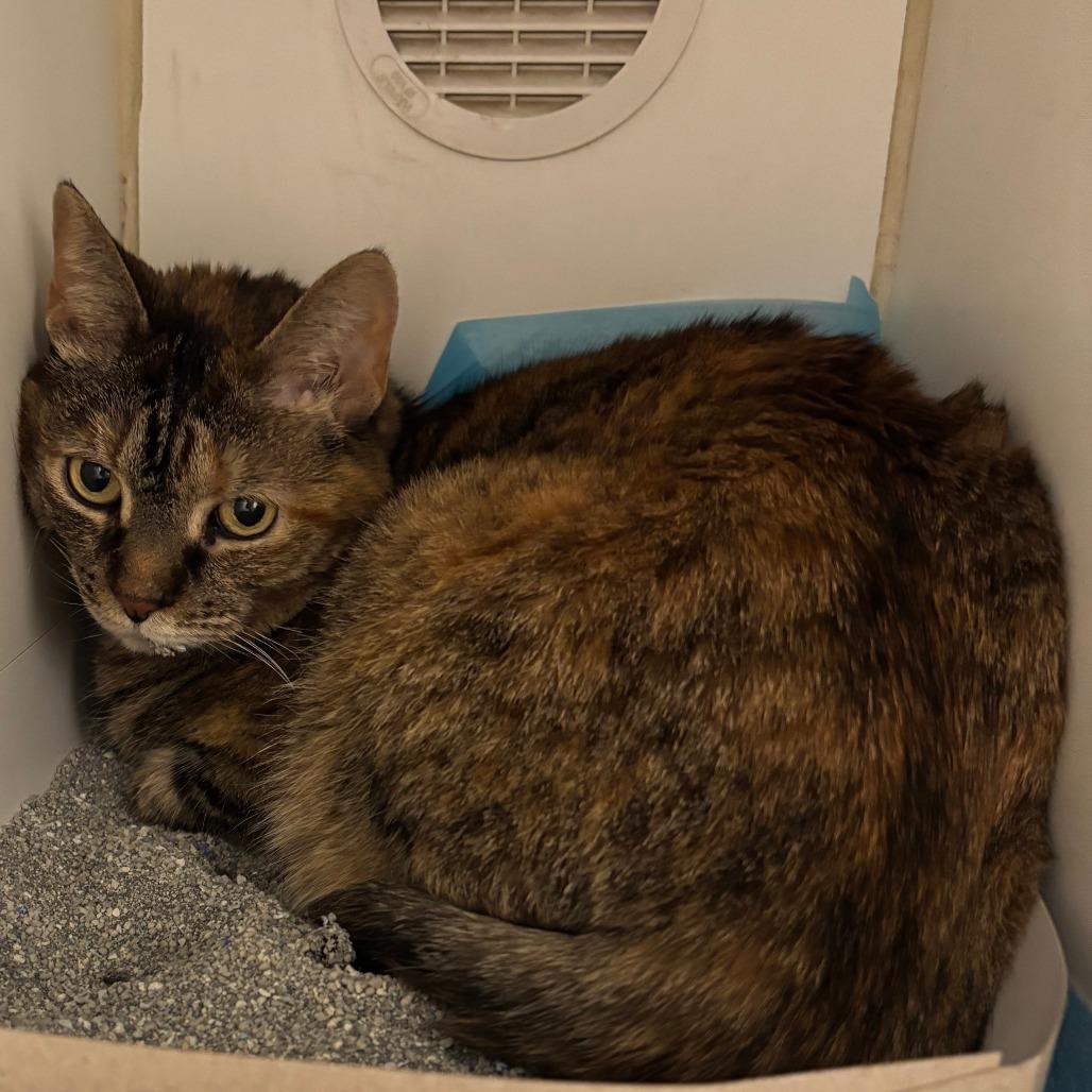 Enlarge Evergreen, a Adoptable Domestic Short Hair in Naperville, IL image 2/3