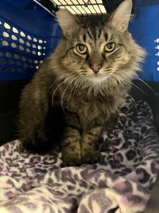 Chuck, Adoptable, Adult Male Domestic Short Hair & Domestic Short Hair.