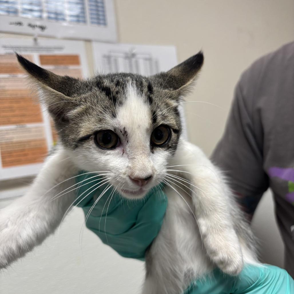 Stray Hold- Barrel, Adoptable, Kitten Male American Shorthair.