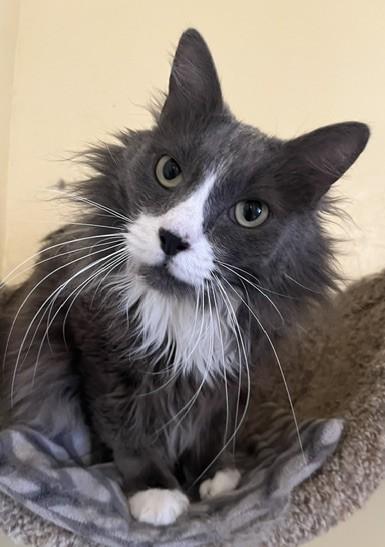 SMOKI, an adopted Domestic Long Hair in Prescott, AZ image 1/5