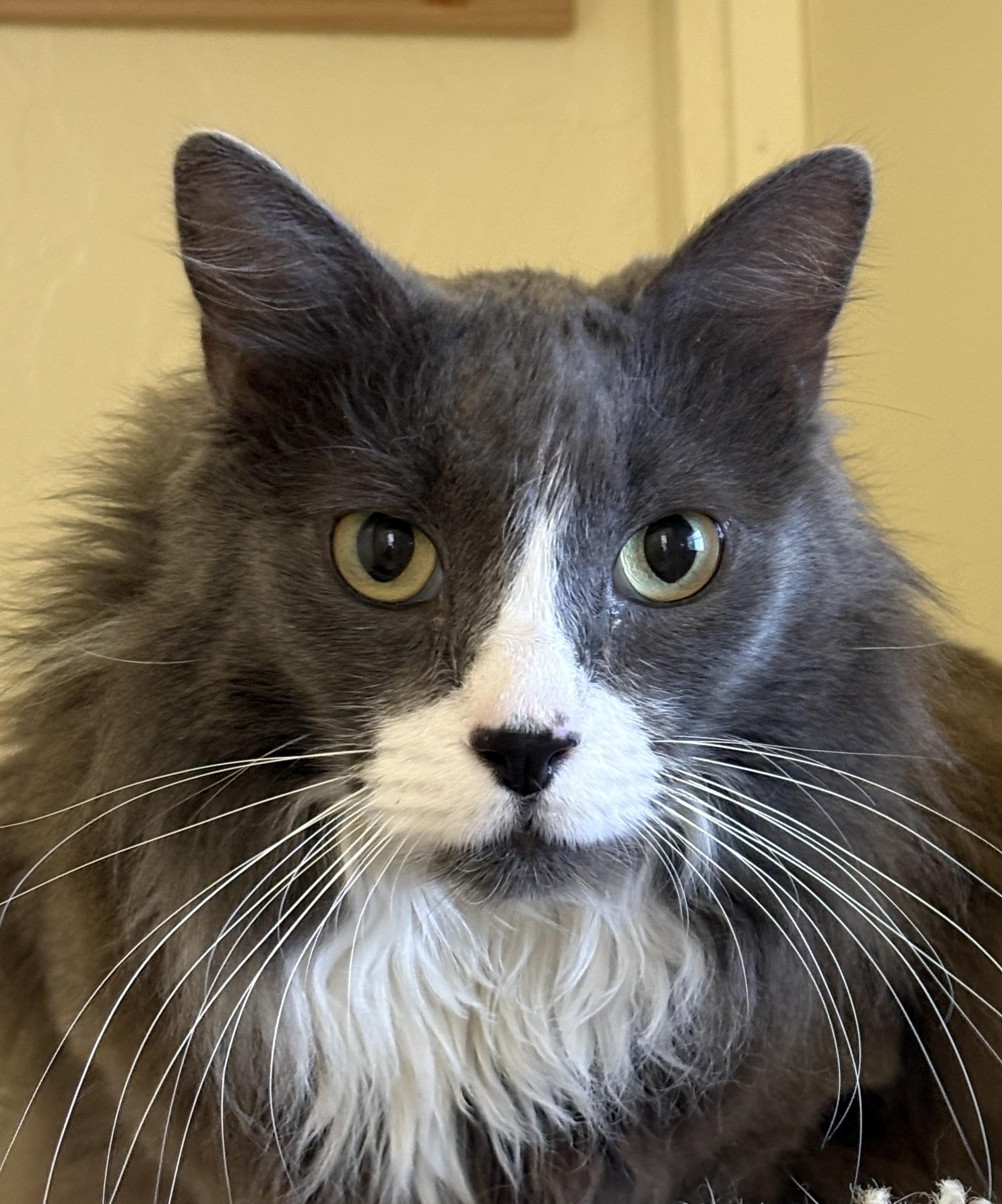 SMOKI, an adopted Domestic Long Hair in Prescott, AZ image 4/5