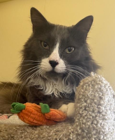 SMOKI, an adopted Domestic Long Hair in Prescott, AZ image 3/5