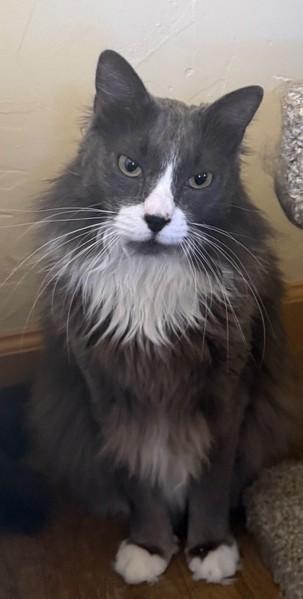 SMOKI, an adopted Domestic Long Hair in Prescott, AZ image 2/5