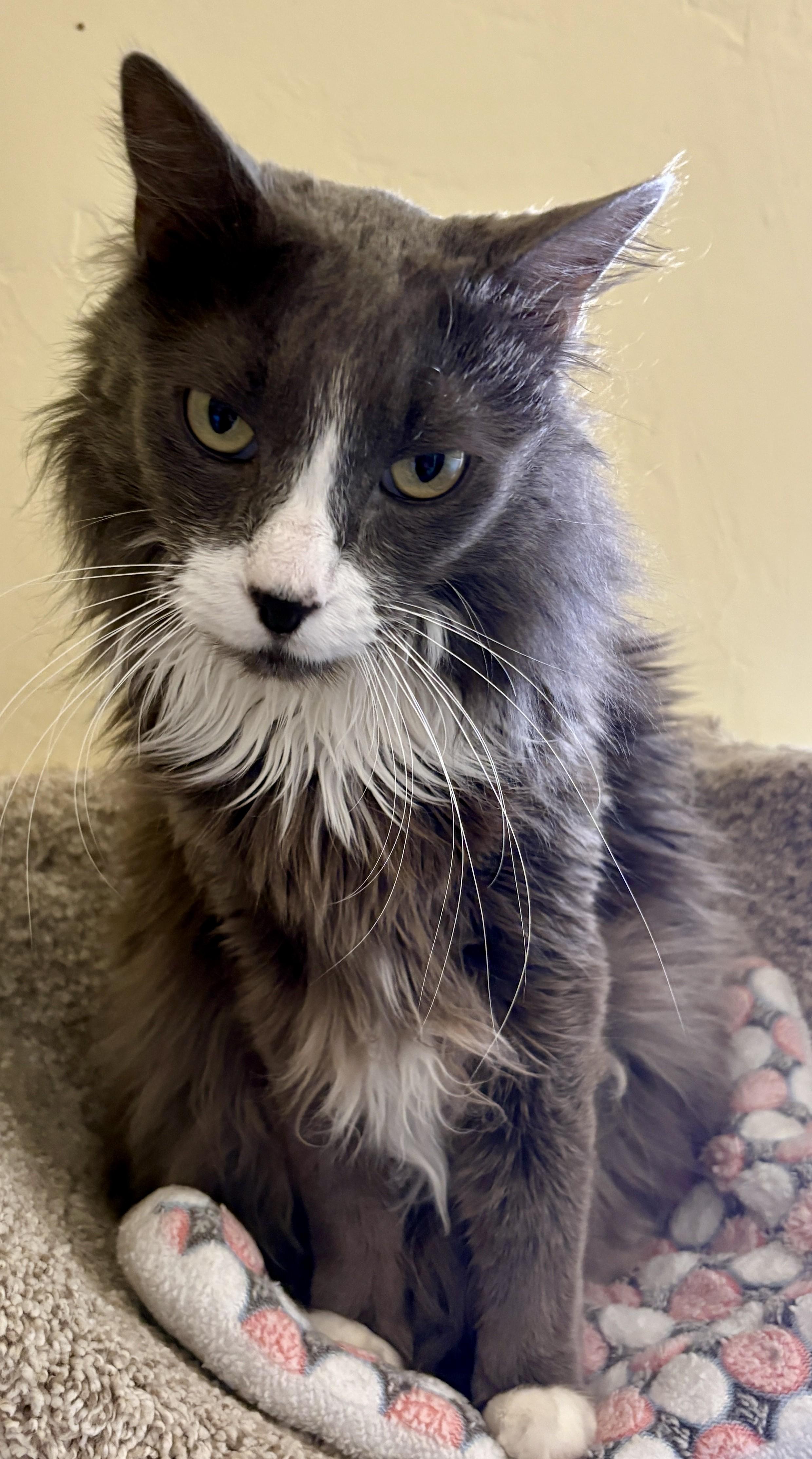 SMOKI, an adopted Domestic Long Hair in Prescott, AZ image 5/5