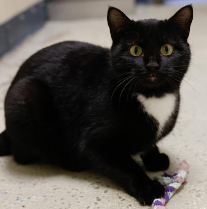 Checkers, Adoptable, Young Female Domestic Short Hair & Domestic Short Hair.