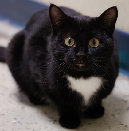 Enlarge Checkers, a Adoptable mixed breed in Baraboo, WI image 2/3