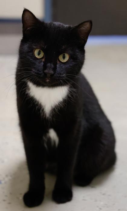 Enlarge Checkers, a Adoptable mixed breed in Baraboo, WI image 3/3