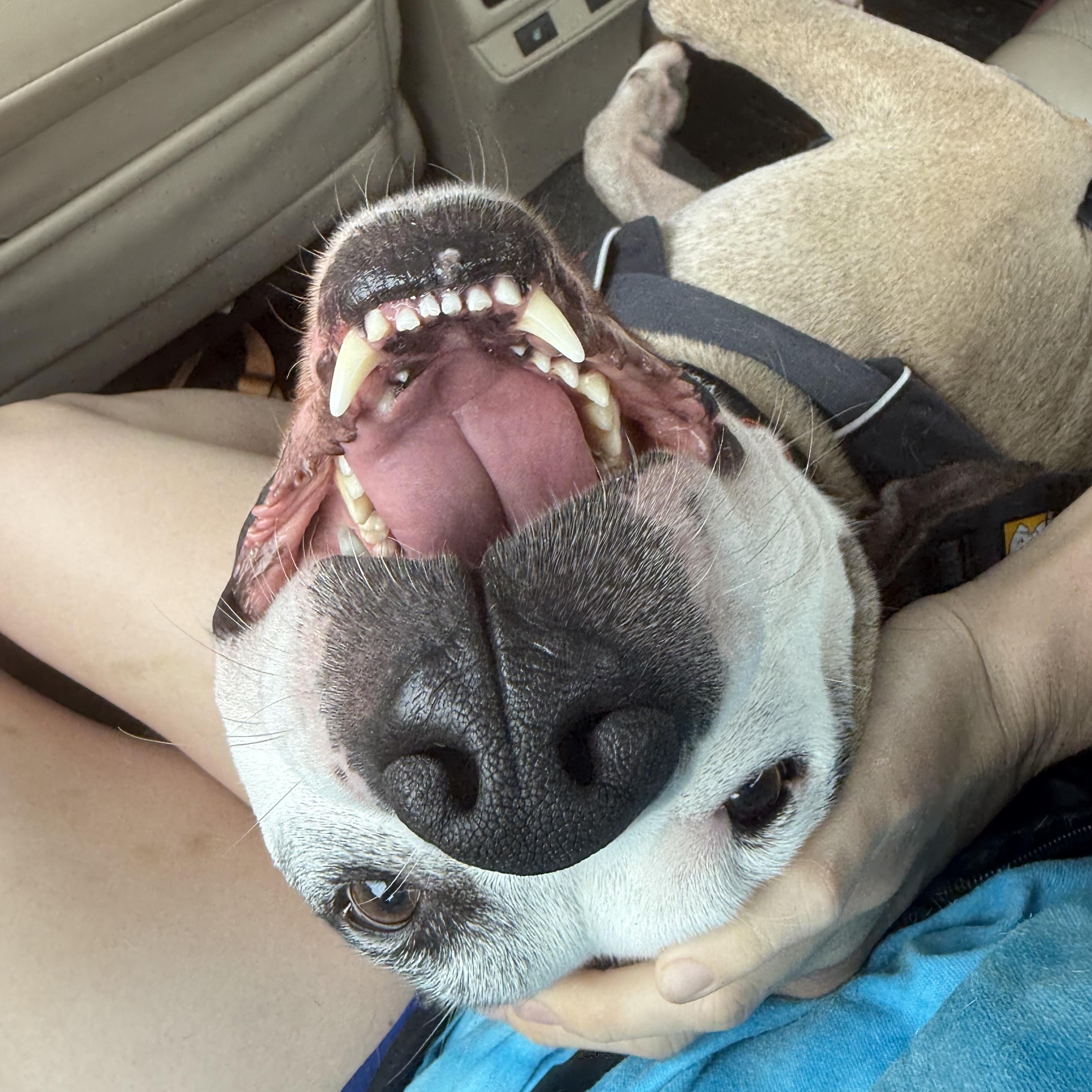 Enlarge Barry, a Adoptable mixed breed in INDIANAPOLIS, IN image 3/5