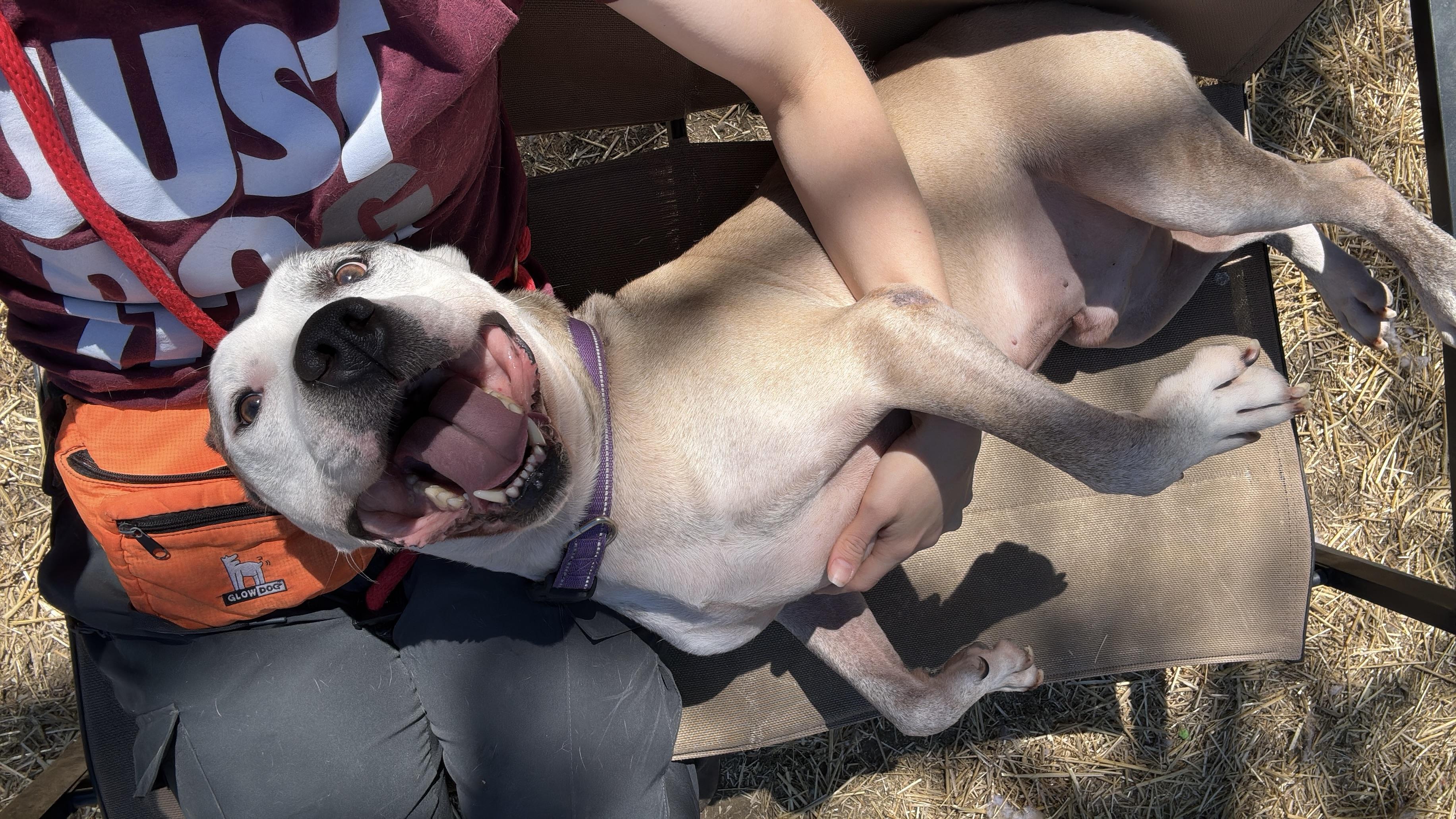 Barry, a Adoptable mixed breed in INDIANAPOLIS, IN image 2/5
