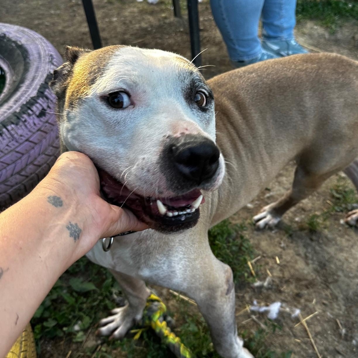 Enlarge Barry, a Adoptable mixed breed in INDIANAPOLIS, IN image 4/5
