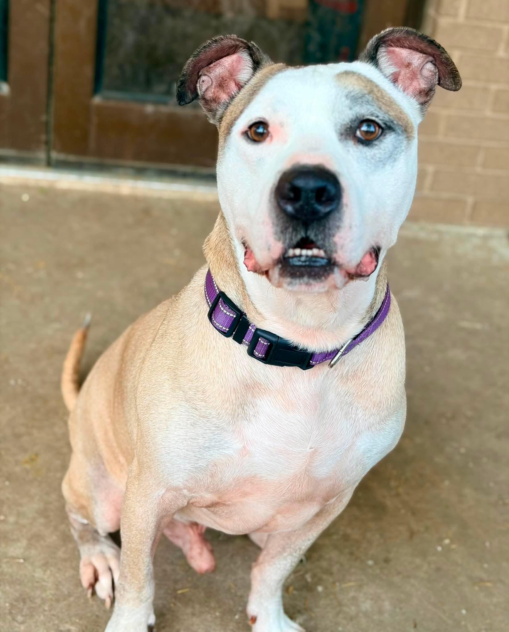 Enlarge Barry, a Adoptable mixed breed in INDIANAPOLIS, IN image 2/6