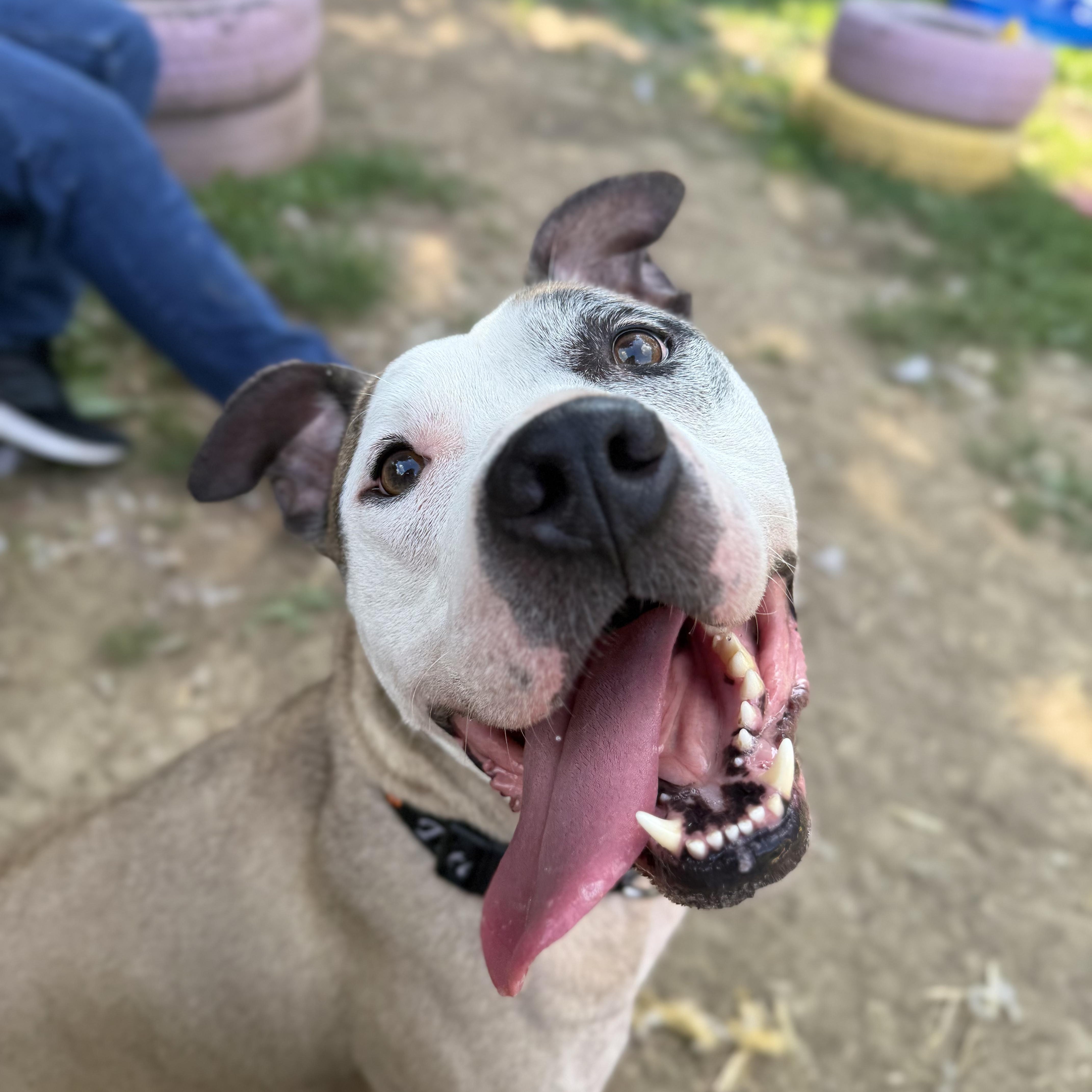 Enlarge Barry, a Adoptable mixed breed in INDIANAPOLIS, IN image 5/5