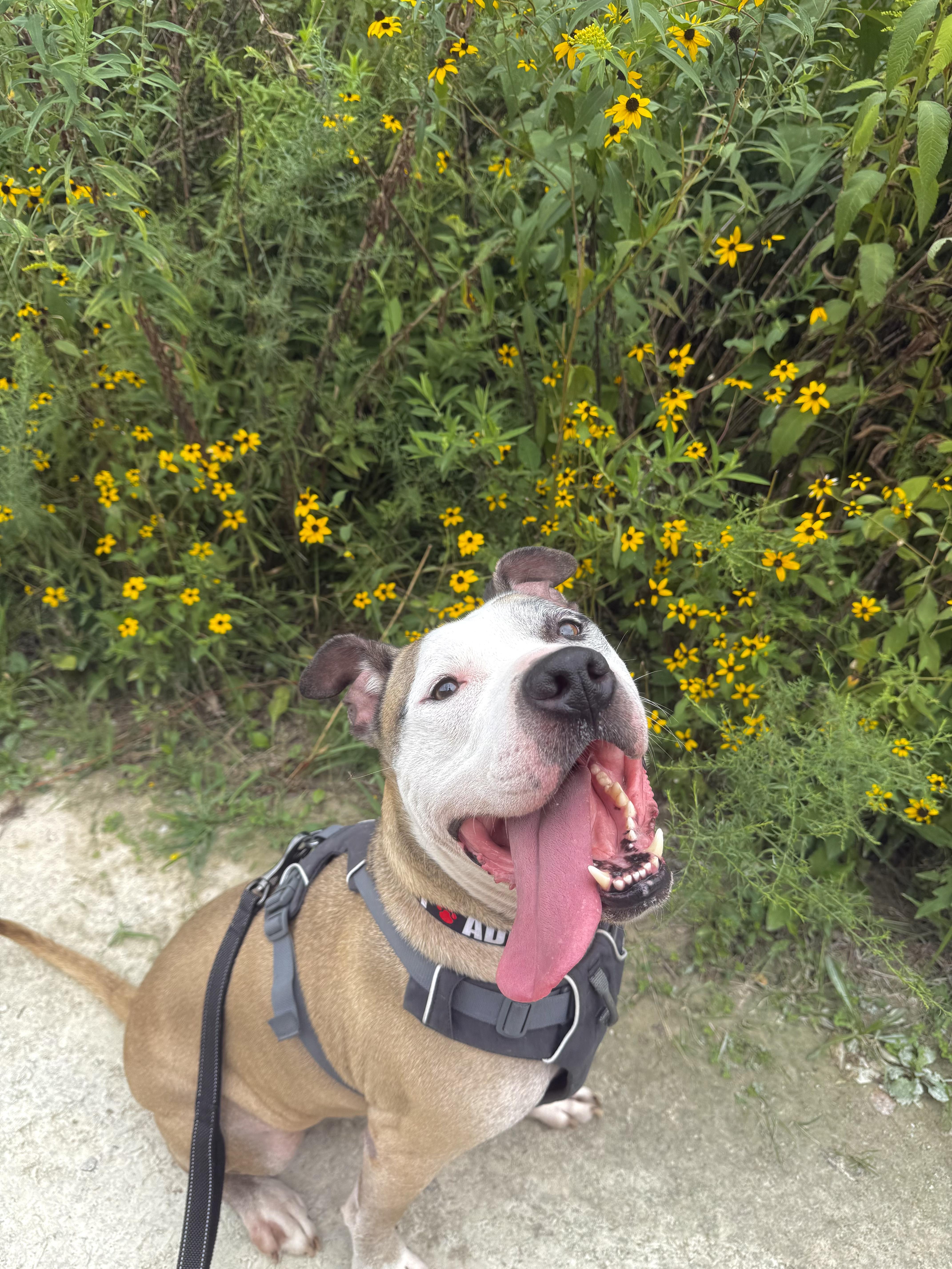 Enlarge Barry, a Adoptable mixed breed in INDIANAPOLIS, IN image 1/5