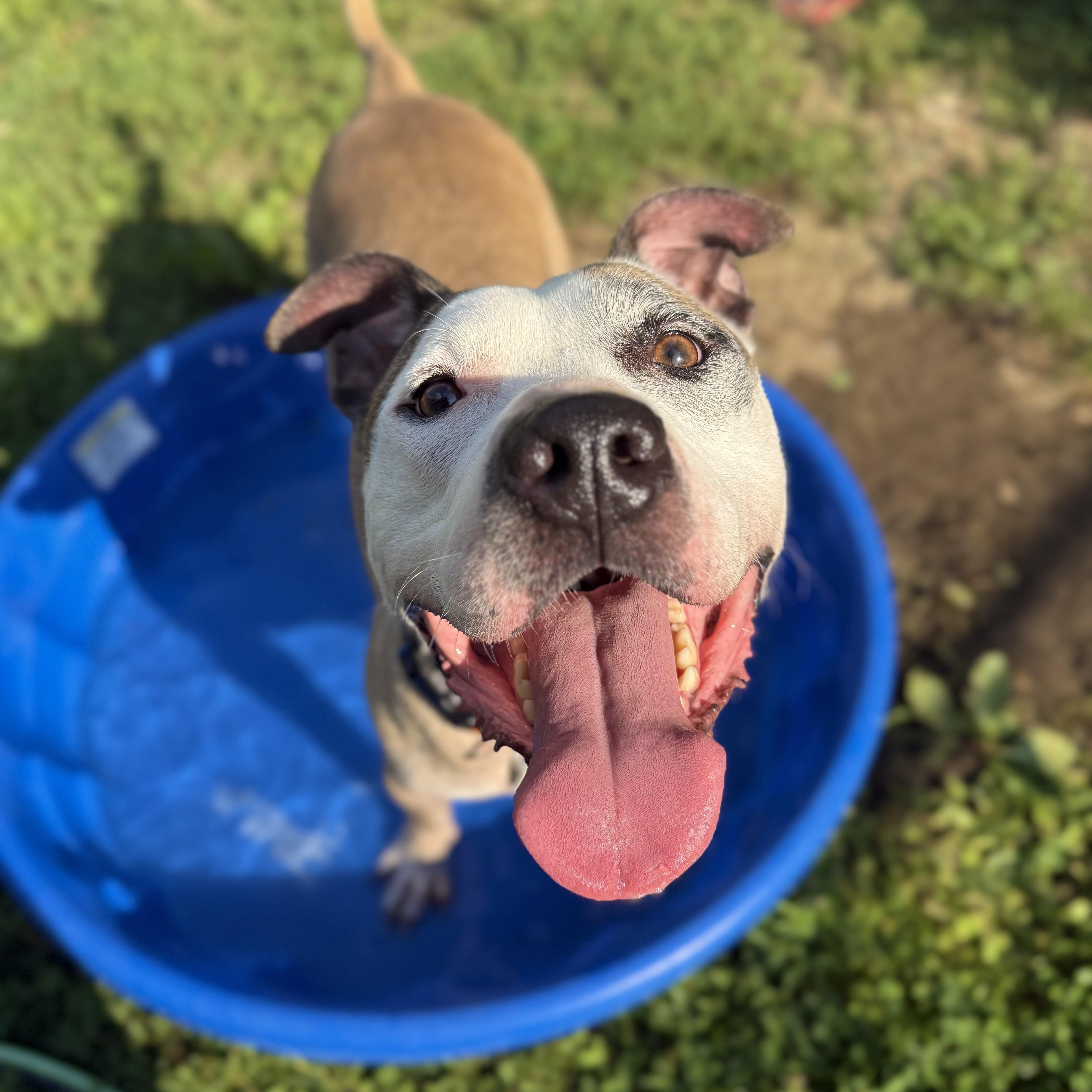 Enlarge Barry, a Adoptable mixed breed in INDIANAPOLIS, IN image 2/5