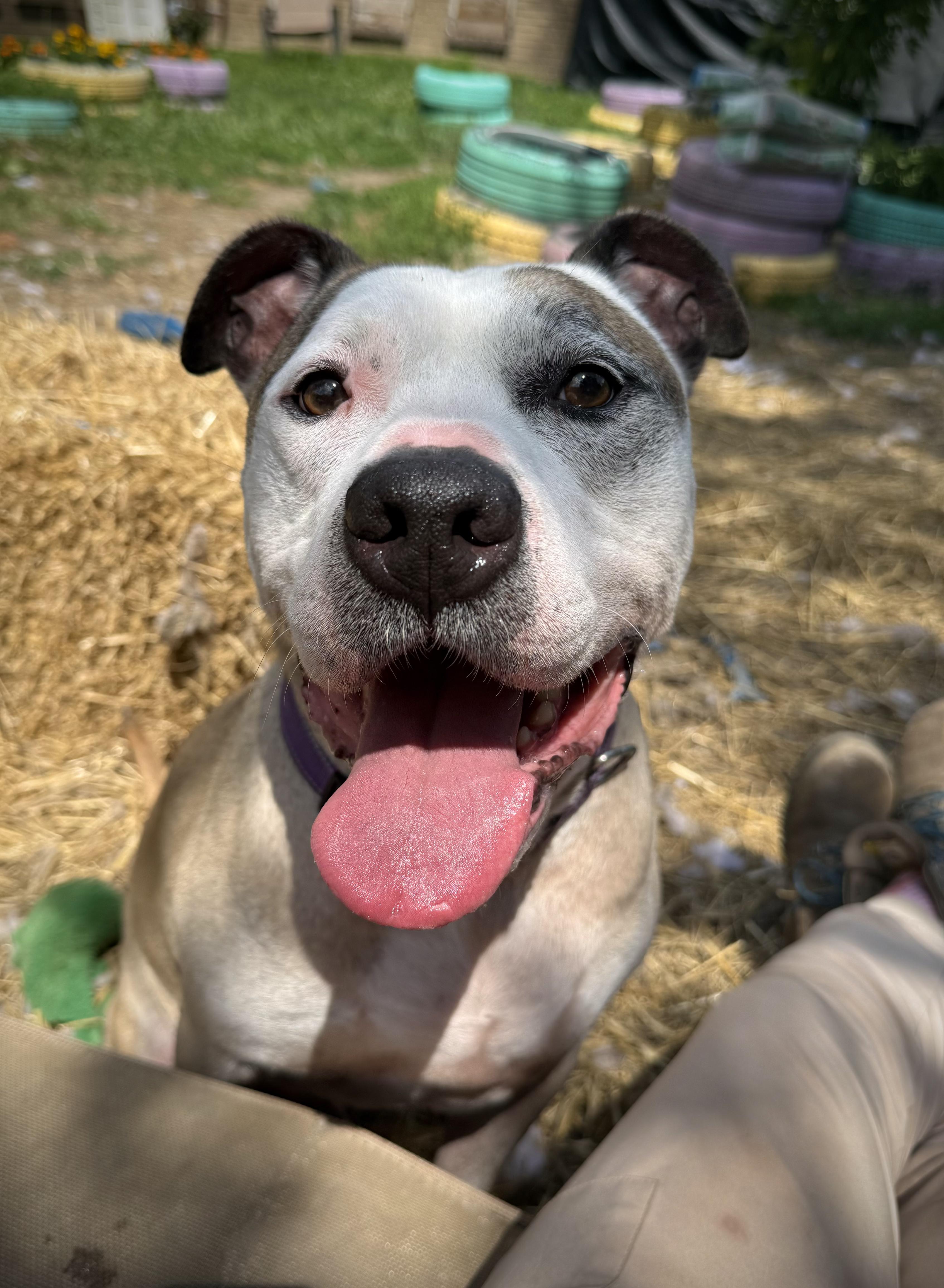 Barry, a Adoptable mixed breed in INDIANAPOLIS, IN image 1/6