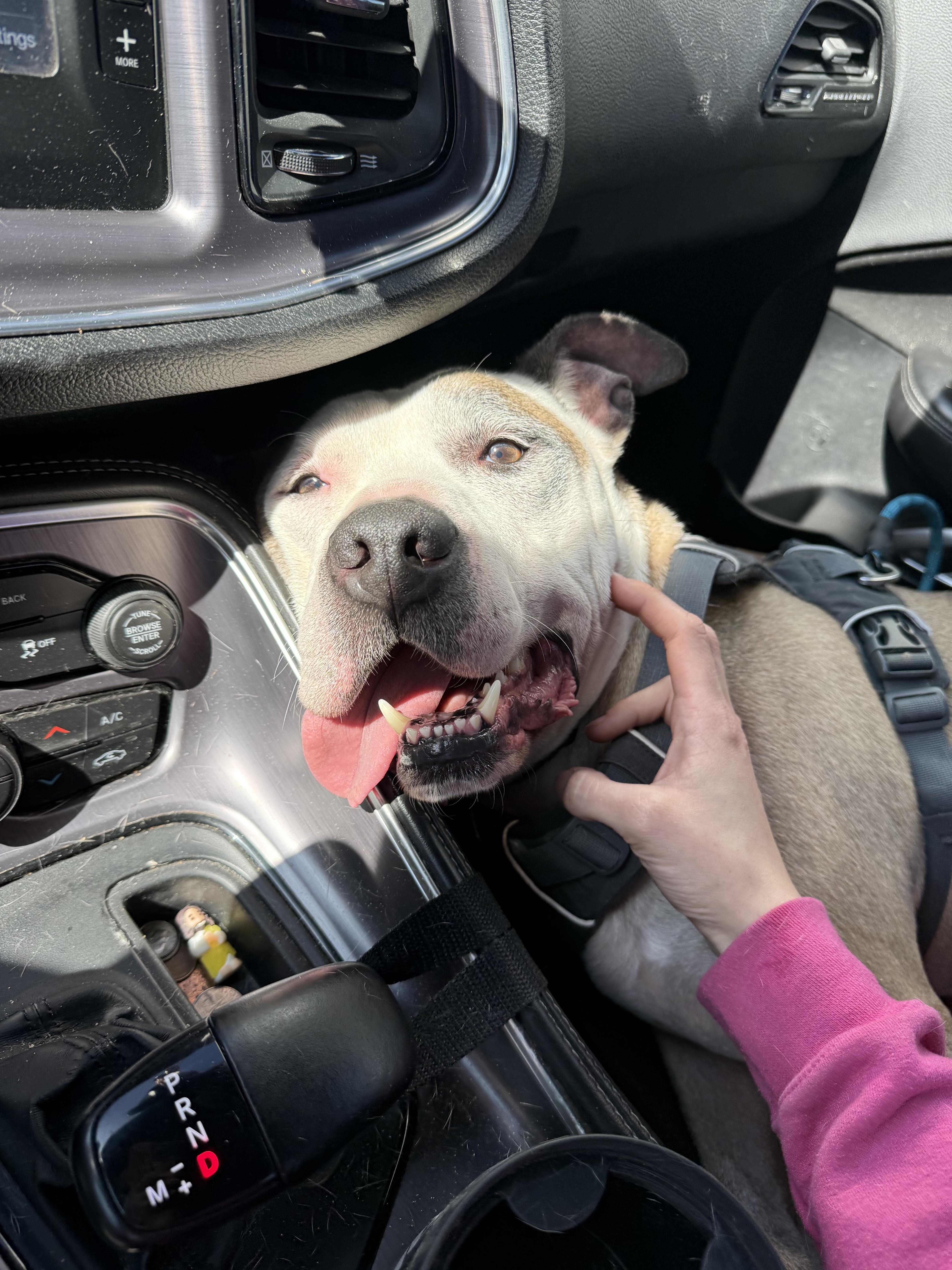 Enlarge Barry, a Adoptable Pit Bull Terrier in INDIANAPOLIS, IN image 5/5