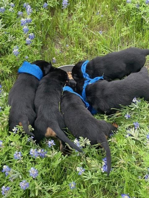Enlarge Puppy 9, a Adoptable mixed breed in Sunnyvale, TX image 4/6