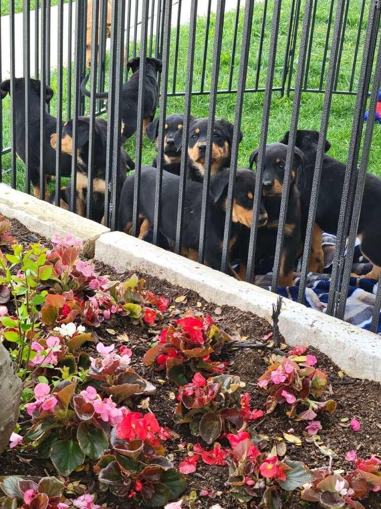 Puppy 9, Adoptable, Puppy Female Doberman Pinscher & Mixed Breed.