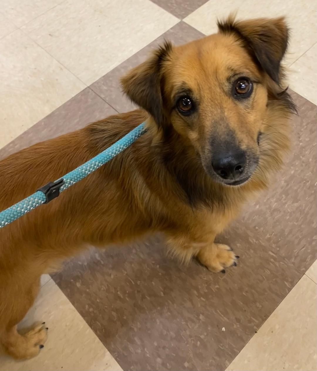 Henry, Adoptable, Adult Male Dachshund (Long Haired).