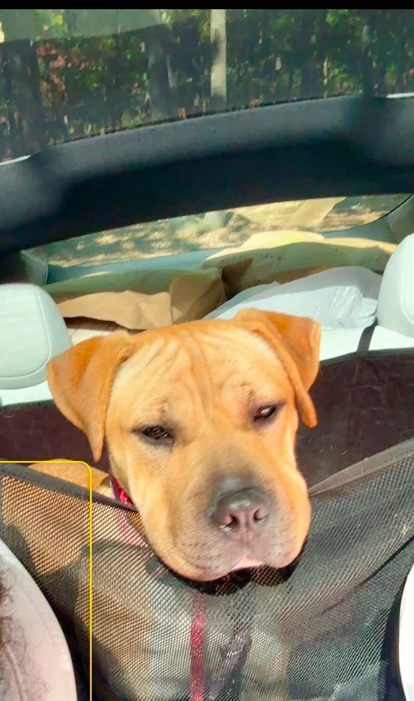Enlarge Sunflower, a Adoptable mixed breed in Jackson , NJ image 4/5