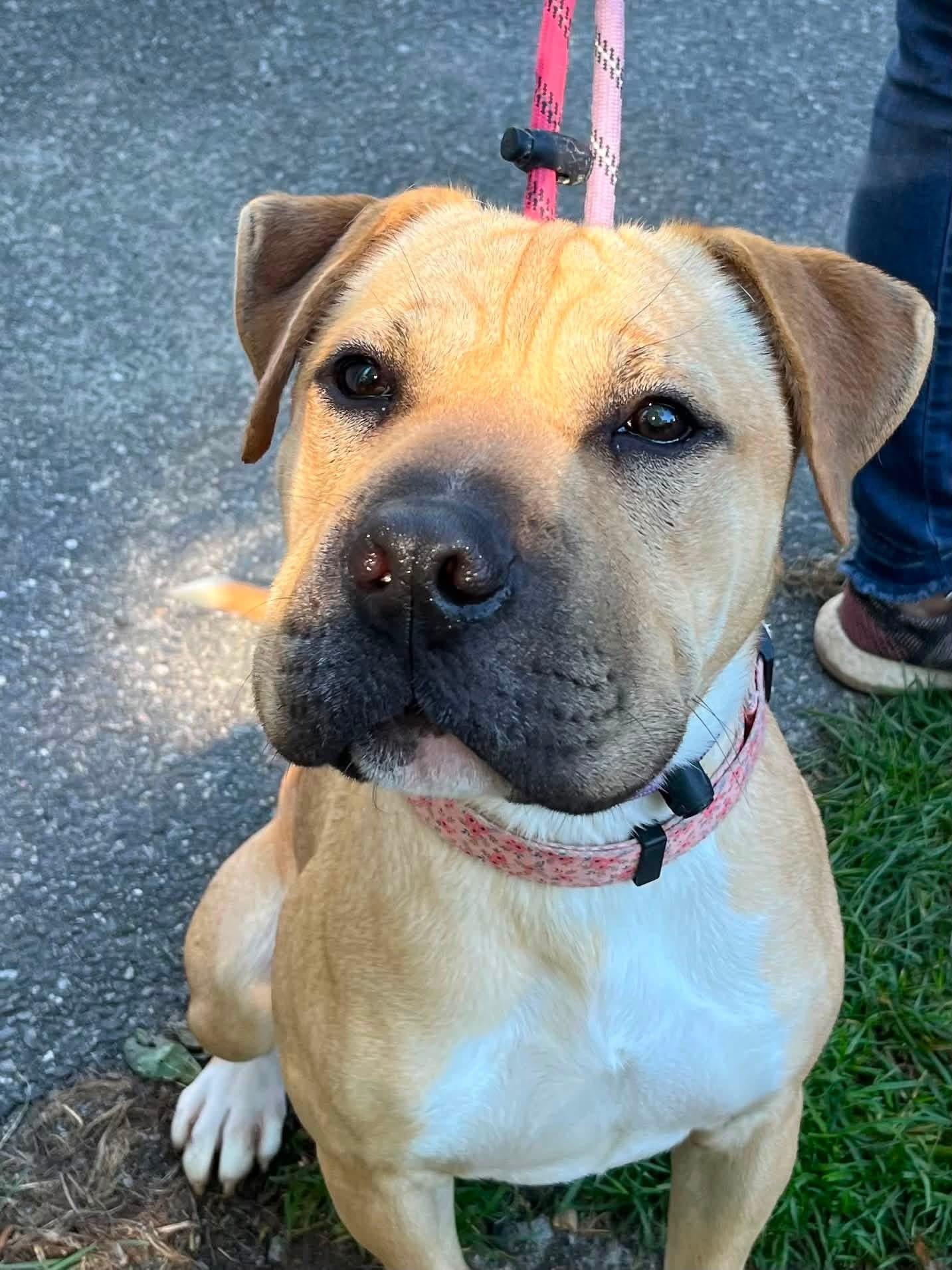 Enlarge Sunflower, a Adoptable mixed breed in Jackson , NJ image 3/5