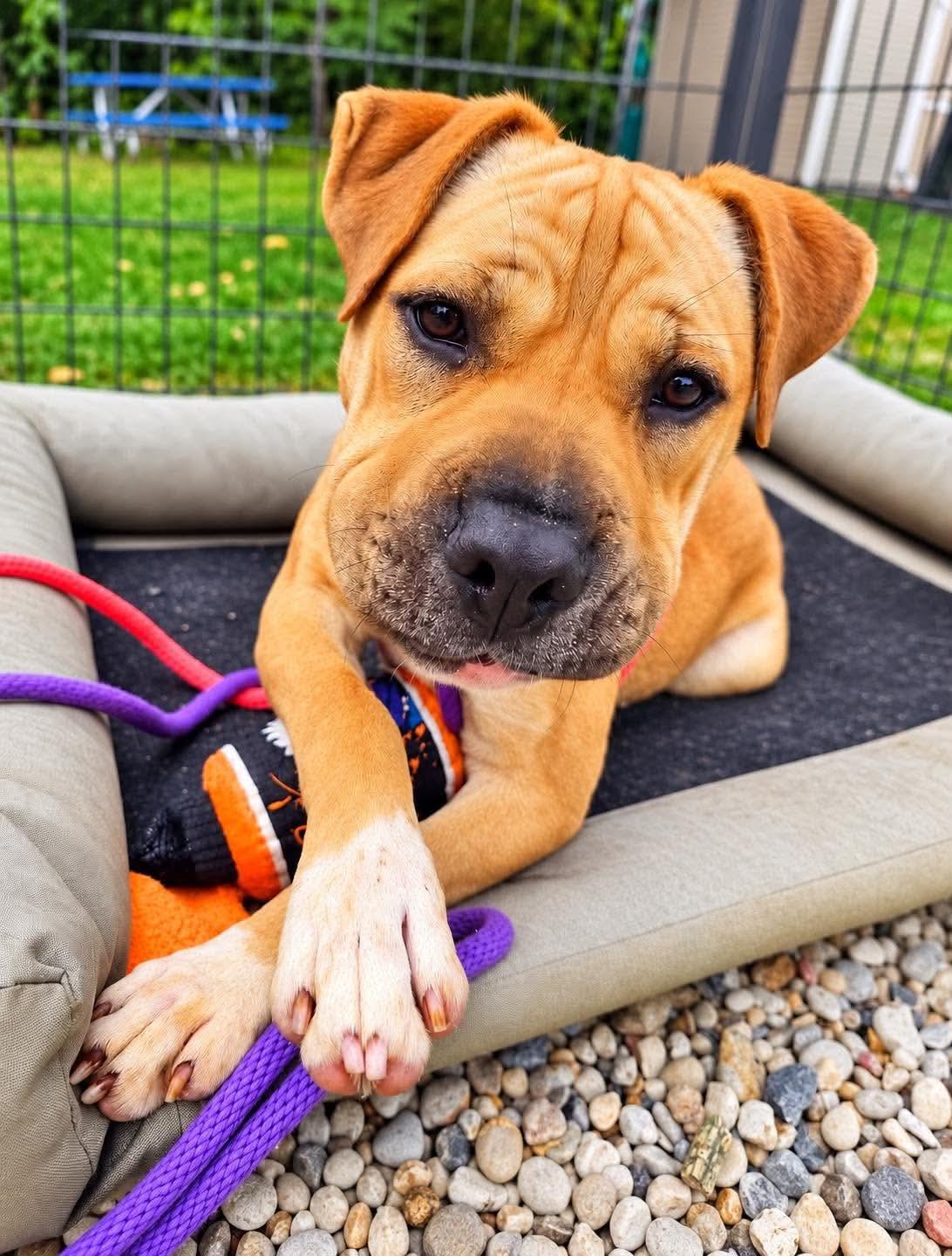 Enlarge Sunflower, a Adoptable mixed breed in Jackson , NJ image 1/5