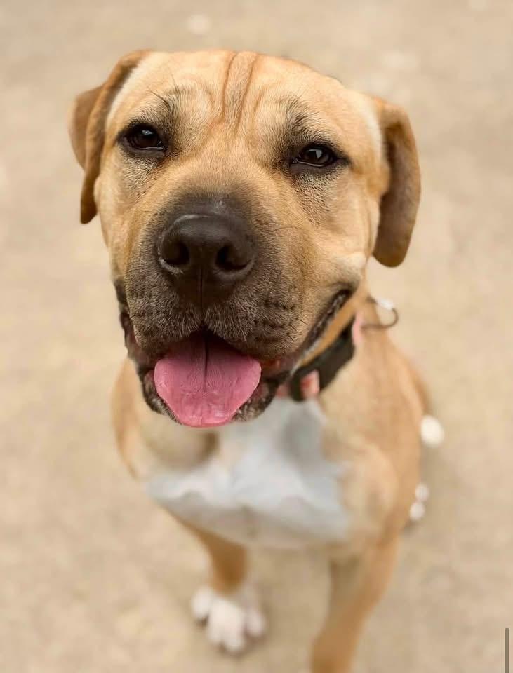 Enlarge Sunflower, a Adoptable mixed breed in Jackson , NJ image 2/5