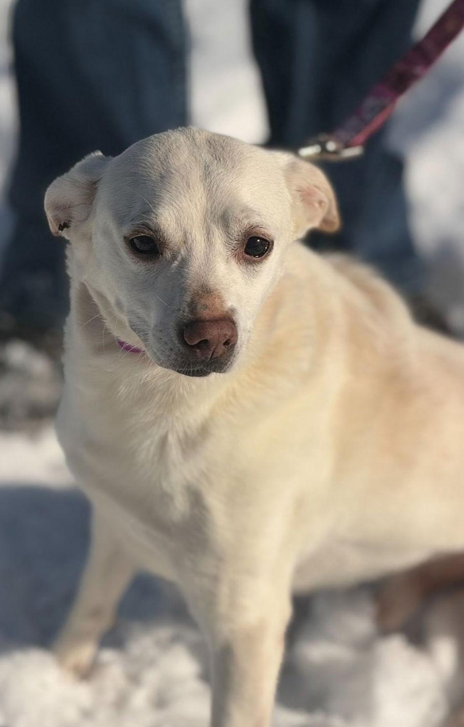 Pluto, Adoptable, Adult Male Labrador Retriever & Chihuahua.