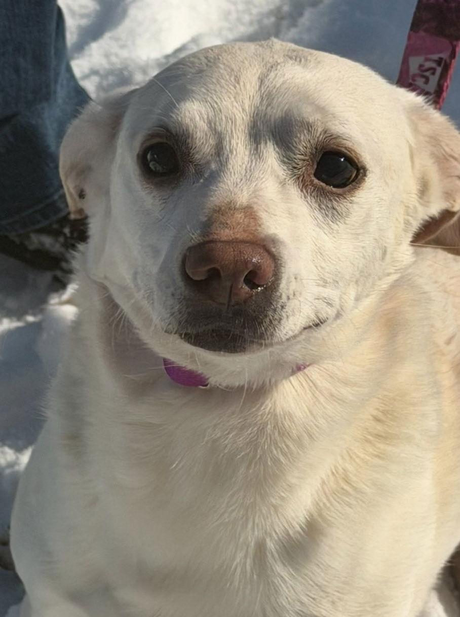 Enlarge Pluto, a Adoptable mixed breed in Ashville, OH image 2/3