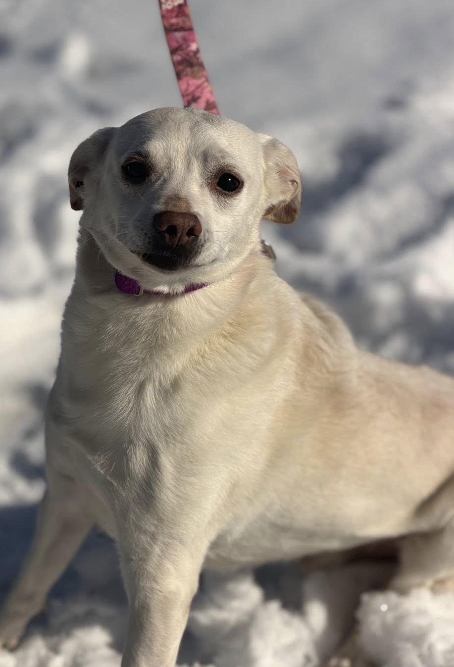 Enlarge Pluto, a Adoptable mixed breed in Ashville, OH image 3/3