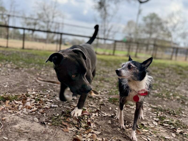 Toto Silver Fox Dream — thumbnail 2