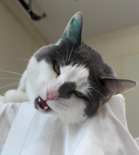 Lucy Goosey, Adopted, Adult Male Domestic Short Hair.