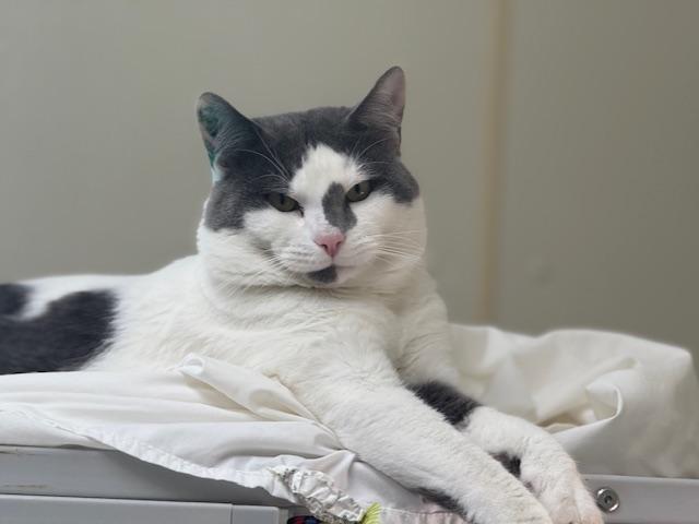 Enlarge Lucy Goosey, a Adopted Domestic Short Hair in Saranac Lake, NY image 2/3