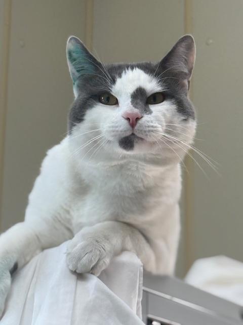 Enlarge Lucy Goosey, a Adopted Domestic Short Hair in Saranac Lake, NY image 3/3